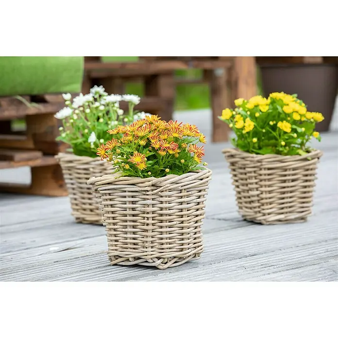Piardino Herbst-Chrysantheme Swifty - Dendranthema indicum Swifty, Topfgröße: 12 cm, Sortenabhängig, Rot - Stimmungsaufnahme