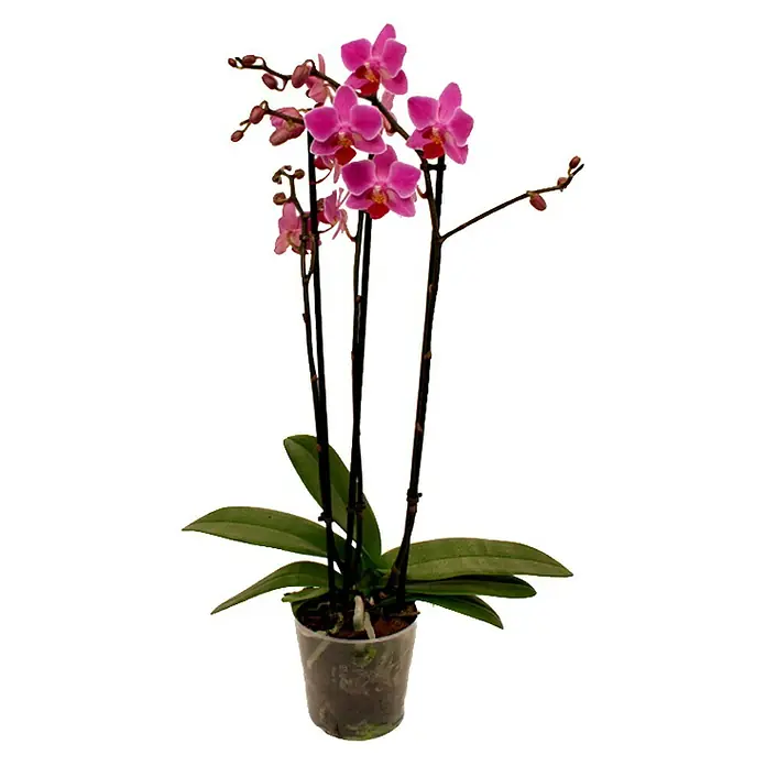 Piardino Schmetterlingsorchidee - Phalaenopsis Hybride Multiflora, Topfgröße: 12 cm, Anzahl Triebe: 3 Stk., Aufrecht, Sortenabhängig - Vorderansicht