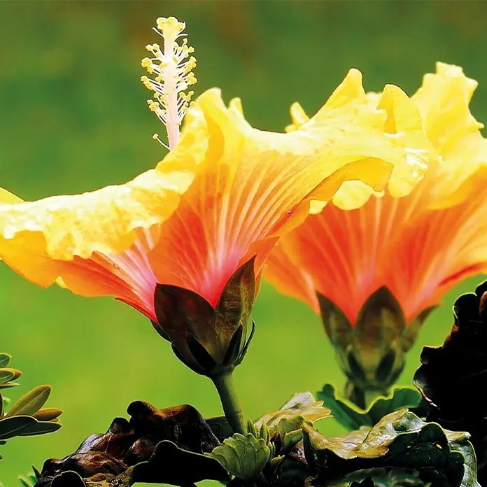Piardino Garteneibisch - Hibiscus sinensis, Topfgröße: 13 cm, Orange - Stimmungsaufnahme