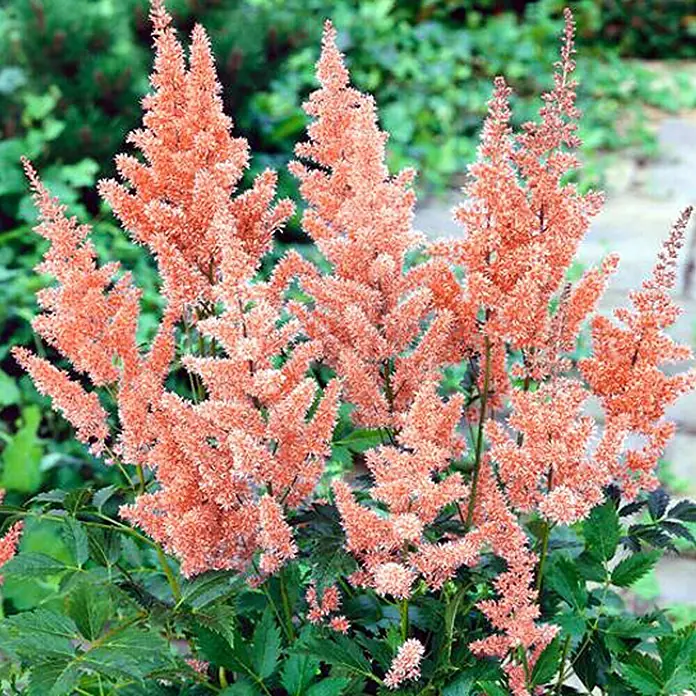 Piardino Astilbe japonés - Astilbe japonica, Tamaño de maceta: 17 cm - Primer plano