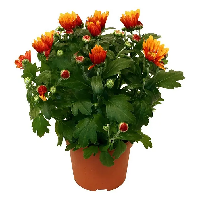 Piardino Herbst-Chrysantheme - Chrysanthemum indicum Spider, Topfgröße: 12 cm, Sortenabhängig - Vorderansicht