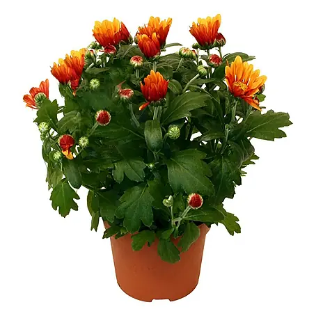 Piardino  Herbst-Chrysantheme