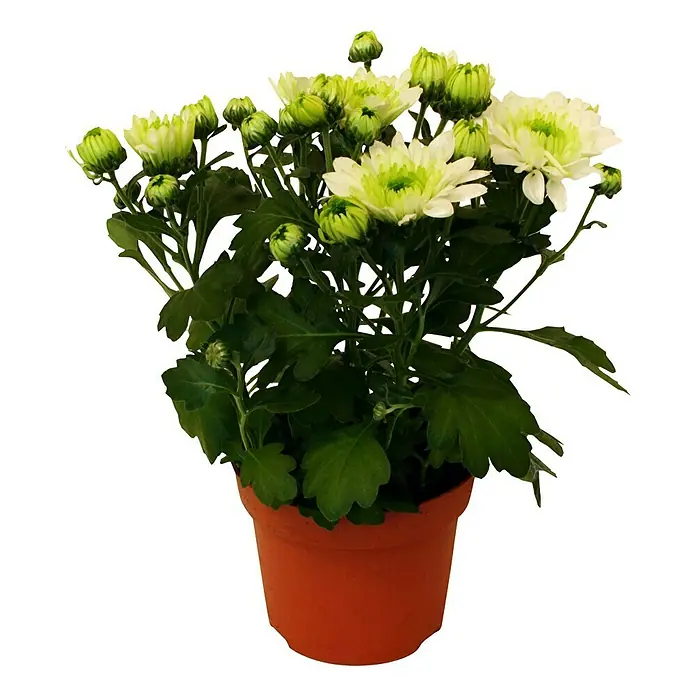 Piardino Herbst-Chrysantheme - Dendranthema Hybride Emerald, Topfgröße: 12 cm, Grün/Gelb - Vorderansicht
