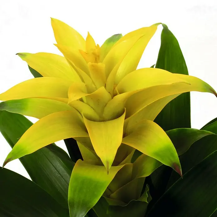 Piardino Bromelia - Guzmania Hybriden, Tamaño de maceta: 12 cm, Amarillo - Primer plano