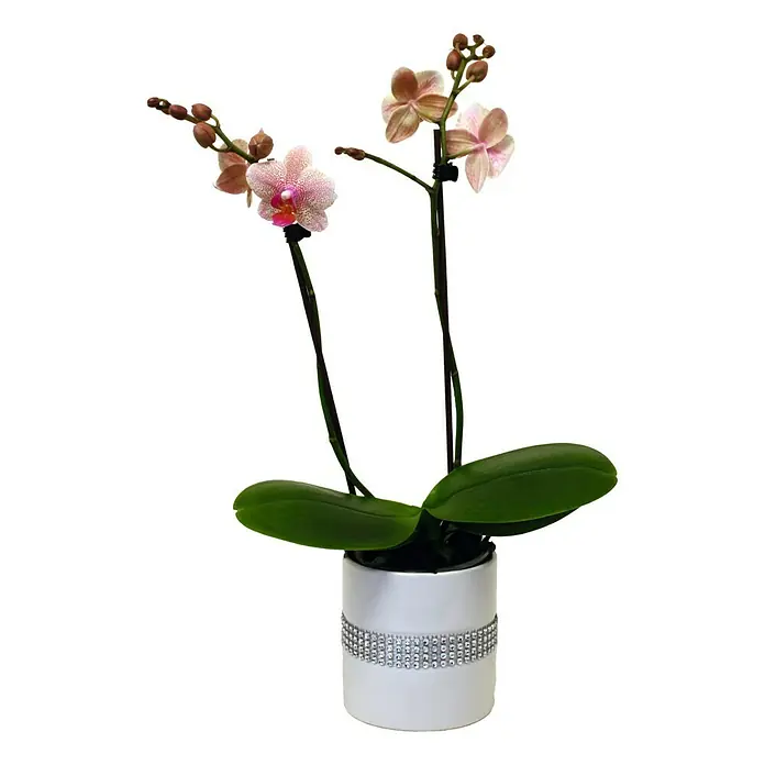 Piardino Schmetterlingsorchidee - Phalaenopsis Hybride, Topfgröße: 11 cm, Sortenabhängig, Anzahl Triebe: 2 Stk., Aufrecht - Vorderansicht