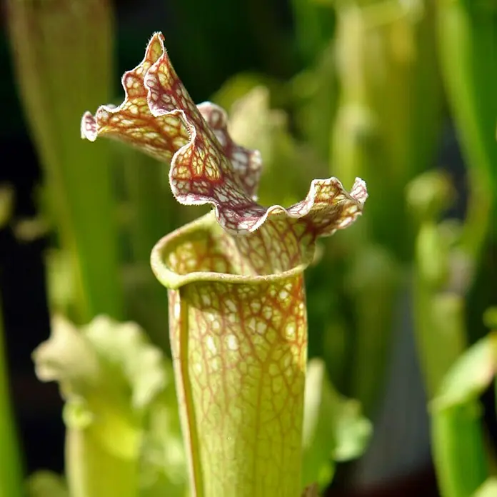 Piardino Schlauchpflanze - Sarracenia purpurea, Topfgröße: 9 cm - Detailaufnahme