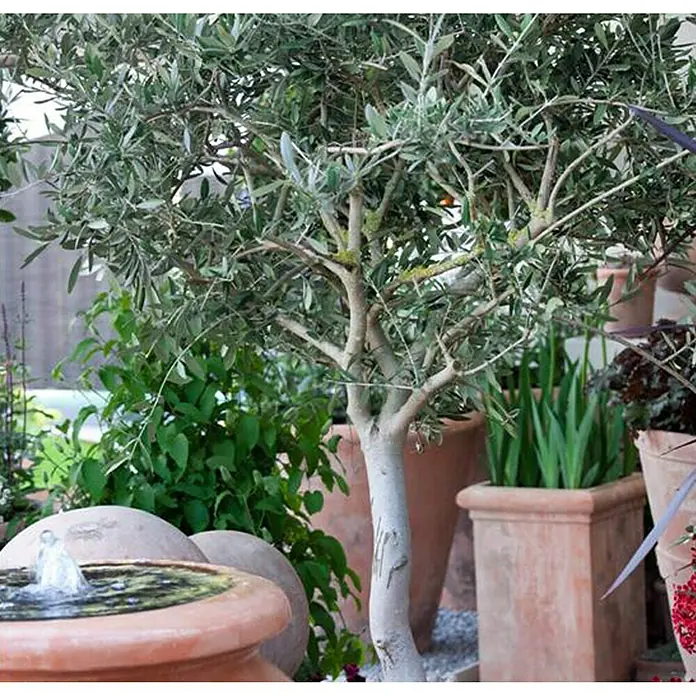 Piardino Olivenbaum - Olea europaea, Topfgröße: 20 cm, Aktuelle Wuchshöhe: 80 cm - Stimmungsaufnahme