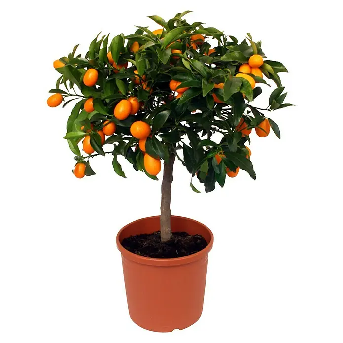 Piardino Zitronenbaum - Citrus, Topfgröße: 20 cm - Vorderansicht