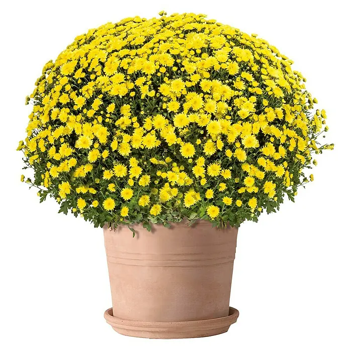 Deroma White Garden Pflanztopf Cylindro Bordata - Naturmaterialien, Terracotta