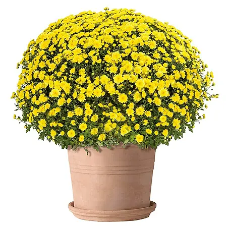 Deroma White Garden Pflanztopf Cylindro Bordata
