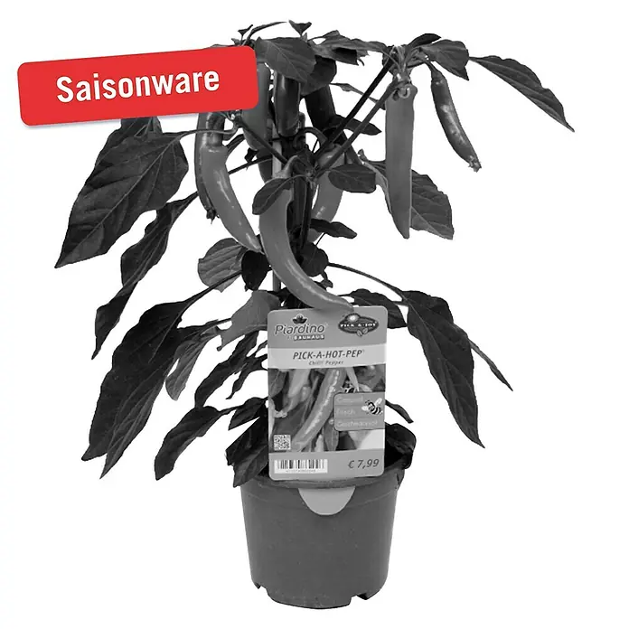 Piardino Peperoni - Capsicum peperomia, 14 cm - Vorderansicht