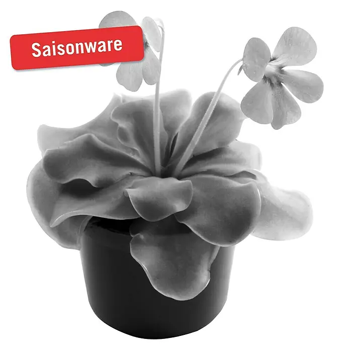 Piardino Gewöhnliches Fettkraut - Pinguicula agnata, Topfgröße: 9 cm - Vorderansicht