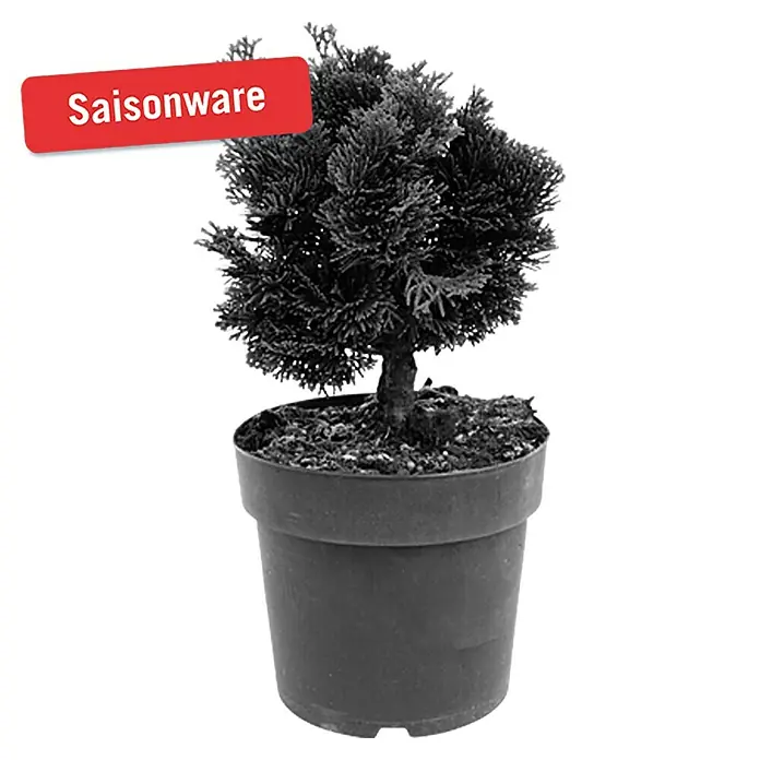 Piardino Kleine Muschelzypresse - Chamaecyparis obtusa 'Nana Gracilis' - Vorderansicht
