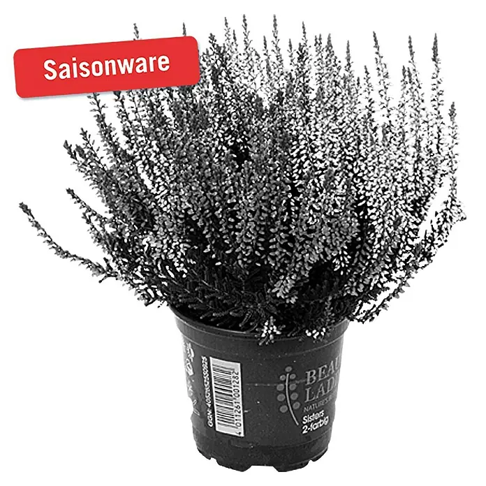 Piardino Besenheide - Calluna vulgaris Beauty Sisters, Mehrfarbig - Vorderansicht