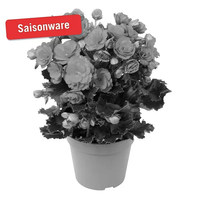 Piardino Begonie - Begonia elatior Baladin, Topfgröße: 14 cm, Rot - Vorderansicht