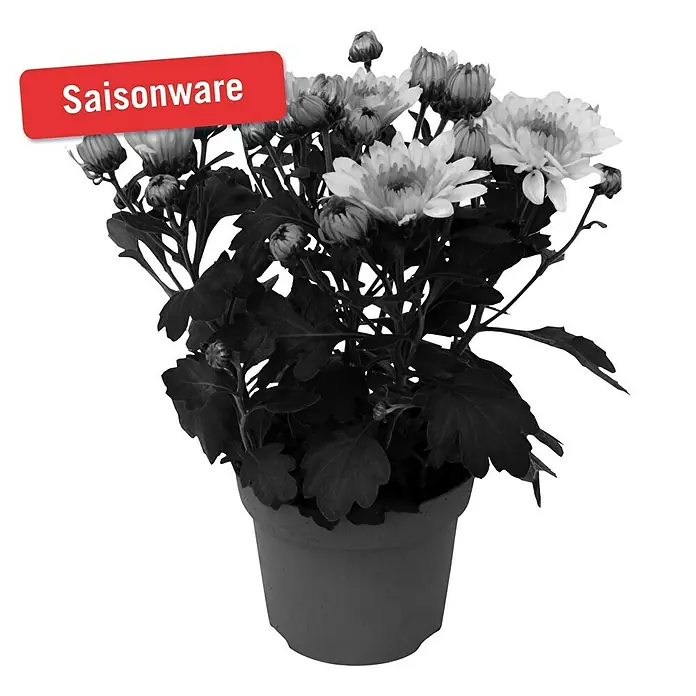 Piardino Herbst-Chrysantheme - Dendranthema Hybride Emerald, Topfgröße: 12 cm, Grün/Gelb - Vorderansicht