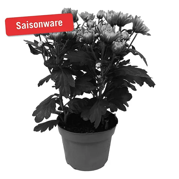 Piardino Herbst-Chrysantheme - Dendranthema Hybride Dragon, Topfgröße: 12 cm, Gelb - Vorderansicht