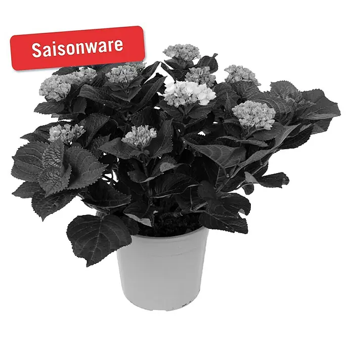 Piardino Hortensie - Hydrangea macrophylla 'Magical', Artenabhängig - Vorderansicht