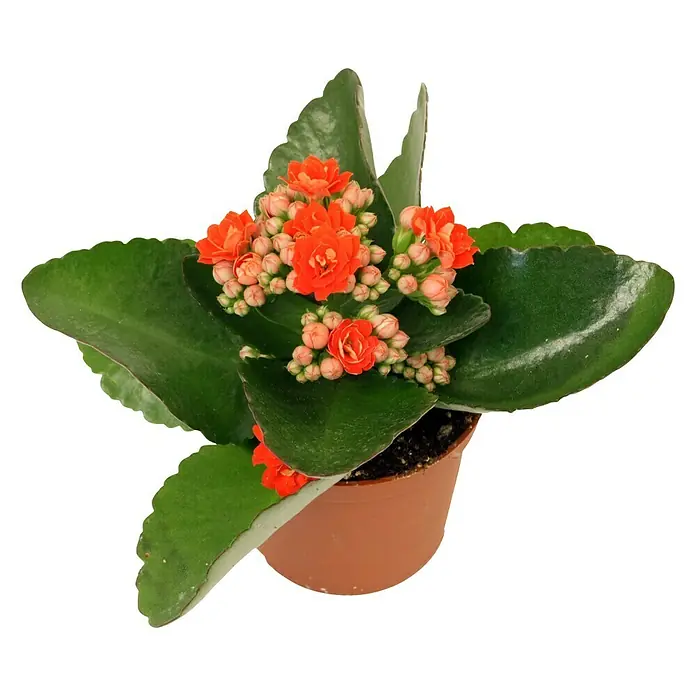 Piardino Flammendes Käthchen Mini - Kalanchoe blossfeldiana, Topfgröße: 7 cm, Rot - Vorderansicht