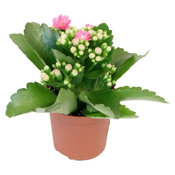 Piardino Flammendes Käthchen Mini - Kalanchoe blossfeldiana, Topfgröße: 7 cm, Rosa - Vorderansicht