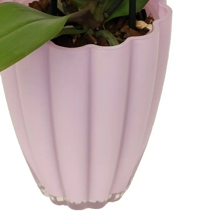 Piardino Orquídea mariposa - Phalaenopsis Hybride, Tamaño de maceta: 13 cm, Dependiendo de la variedad, Número de brotes: 2 ud., En posición vertical - Primer plano