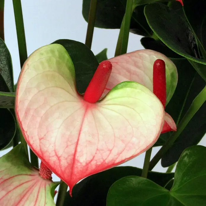 Piardino Flamingoblume - Anthurium x andreanum, Topfgröße: 17 cm, Blütenfarbe: Sortenabhängig - Detailaufnahme