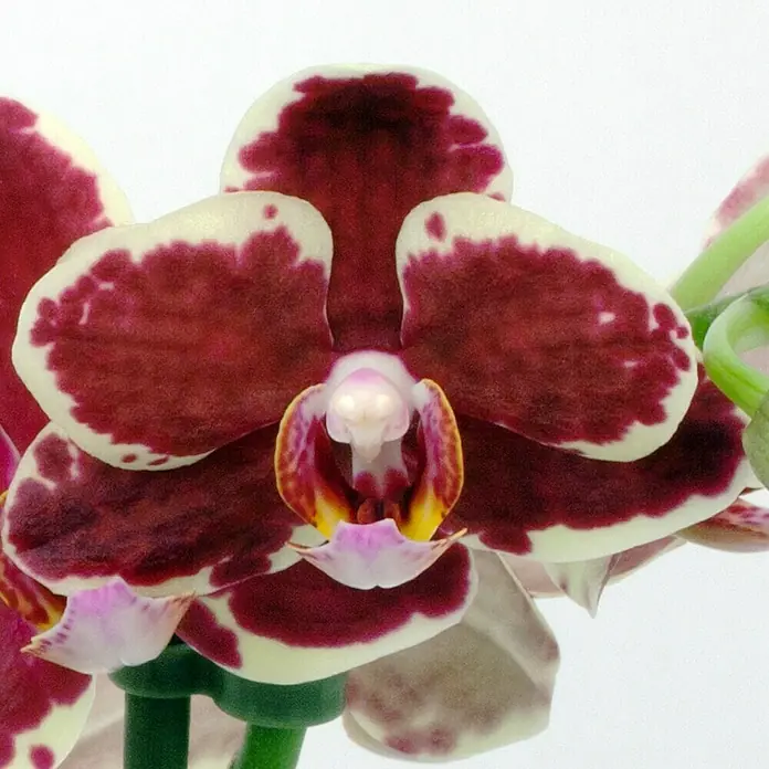 Piardino Schmetterlingsorchidee - Phalaenopsis Hybride Multiflora, Topfgröße: 12 cm, Gelb, Anzahl Triebe: 2 Stk., Aufrecht - Detailaufnahme