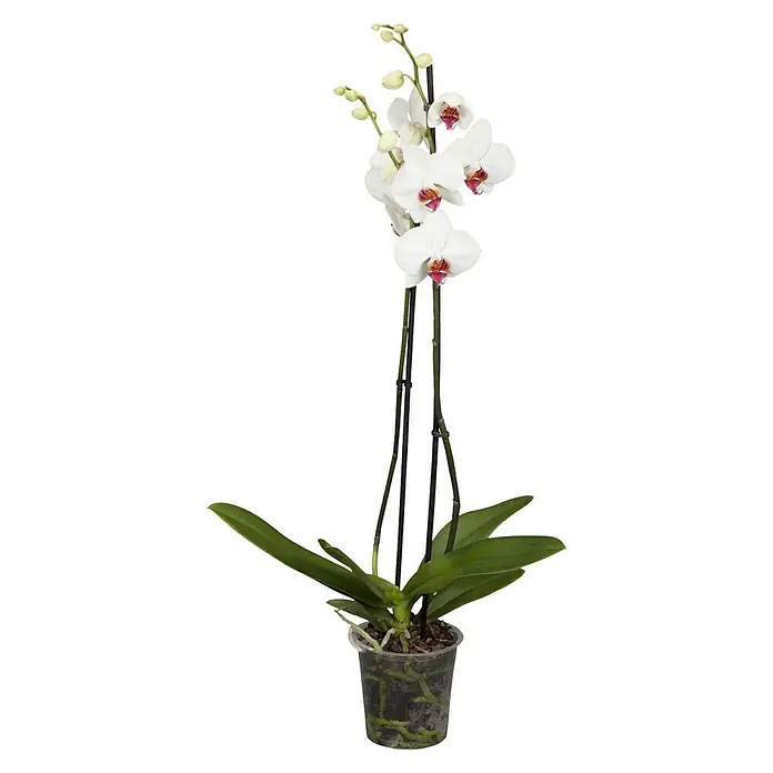 Piardino Schmetterlingsorchidee - Phalaenopsis Hybride, Topfgröße: 15 cm, Weiß/Rosa, Anzahl Triebe: 2 Stk. - Vorderansicht