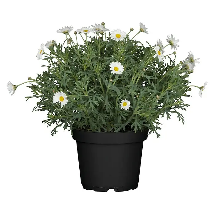Piardino Margarita - Argyranthemum frutescens, Tamaño de maceta: 19 cm - Vista frontal