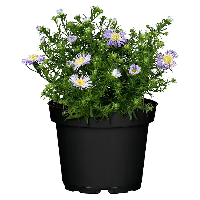 Piardino Kissen-Aster - Aster dumosus, Topfgröße: 11 cm, Sortenabhängig - Vorderansicht