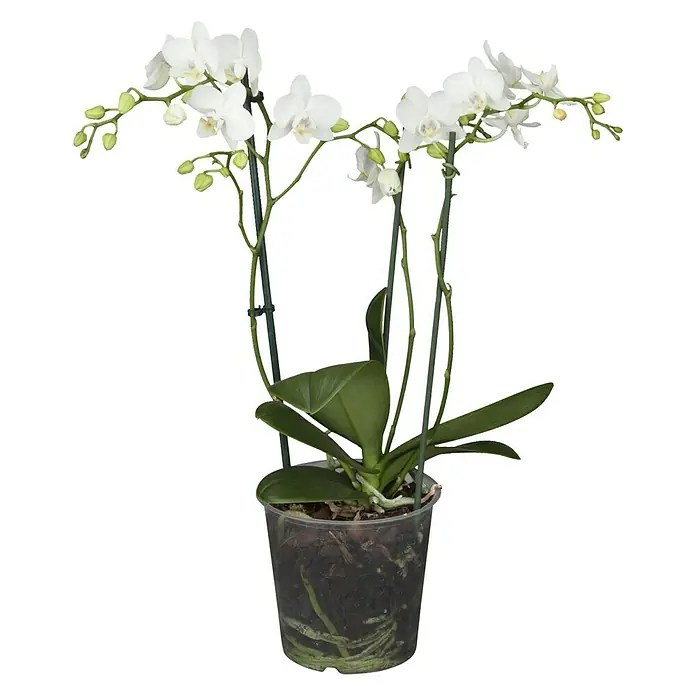 Piardino Schmetterlingsorchidee - Phalaenopsis Hybride Multiflora, Topfgröße: 12 cm, Weiß, Anzahl Triebe: 2 Stk., Aufrecht - Vorderansicht