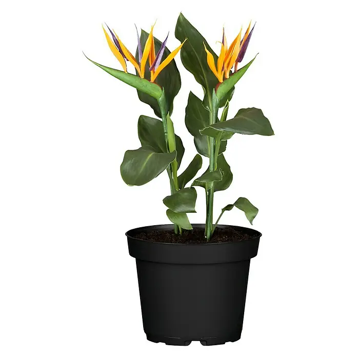 Piardino Königs-Strelitzie - Strelitzia reginae, Topfgröße: 17 cm, Blütenfarbe: Orange - Vorderansicht
