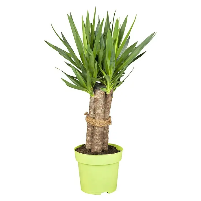 Piardino Palmlilie mit Kordel - Yucca elephantipes, Topfgröße: 24 cm, 3 Stämme - Vorderansicht