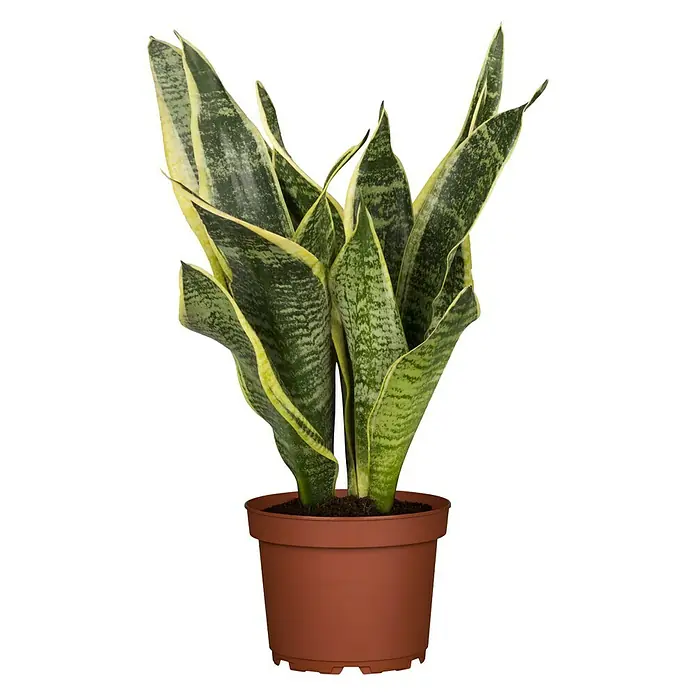 Piardino Bogenhanf - Sansevieria trifasciata, Topfgröße: 17 cm, Blattfarbe: Gelb/Grün - Vorderansicht