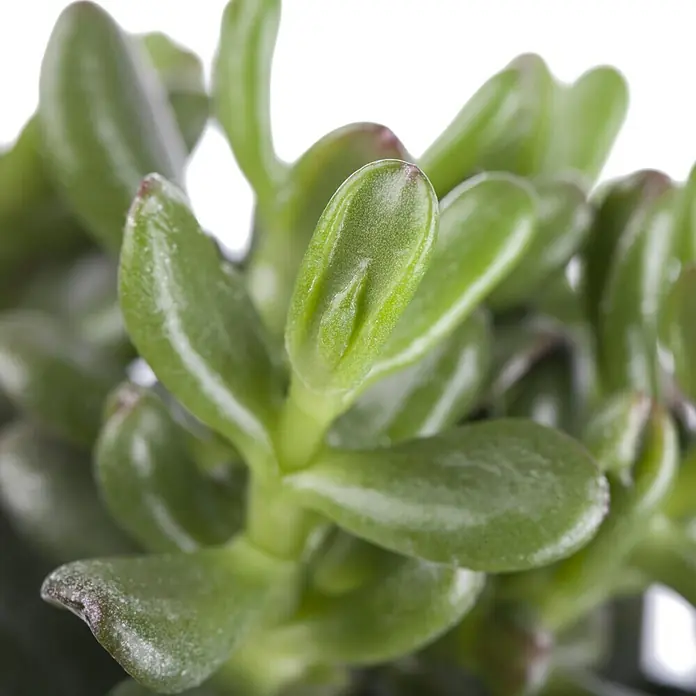 Piardino Dickblatt - Crassula arborescens Minova Magic, Topfgröße: 12 cm, Blattfarbe: Grün - Detailaufnahme