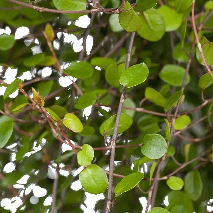 Piardino Drahtwein - Muehlenbeckia complexa, Topfgröße: 12 cm, Blattfarbe: Dunkelgrün - Detailaufnahme