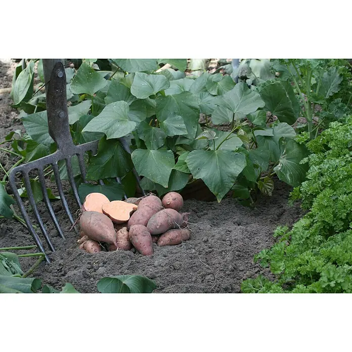 Blu Bio Süßkartoffel - Ipomea batatas, Topfgröße: 12 cm - Stimmungsaufnahme