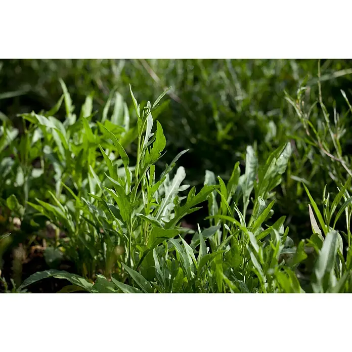 Piardino Bio Rucola Bio - Eruca sativa - Detailaufnahme