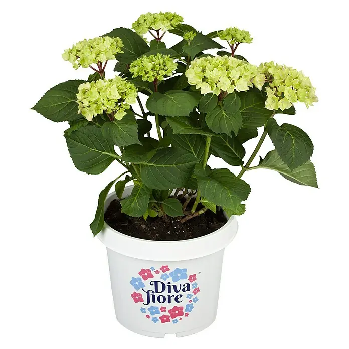 Piardino Hortensie - Hydrangea macrophylla 'Diva Fiore', Cremeweiß - Vorderansicht