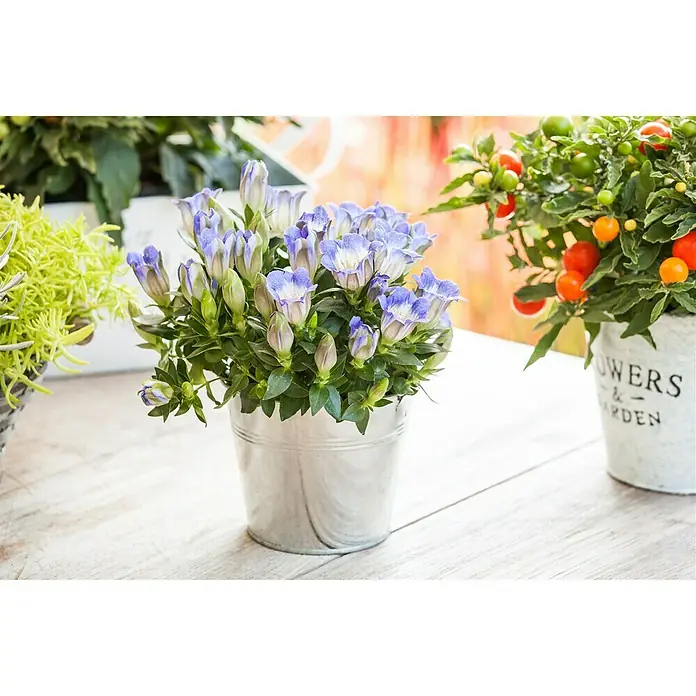 Piardino Rauer Enzian - Gentiana Scabra Shusui Blue, Topfgröße: 10 cm, Blau - Stimmungsaufnahme