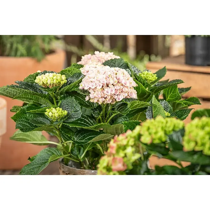 Piardino Bauernhortensie - Hydrangea macrophylla, Topfgröße: 14 cm, Sortenabhängig - Detailaufnahme