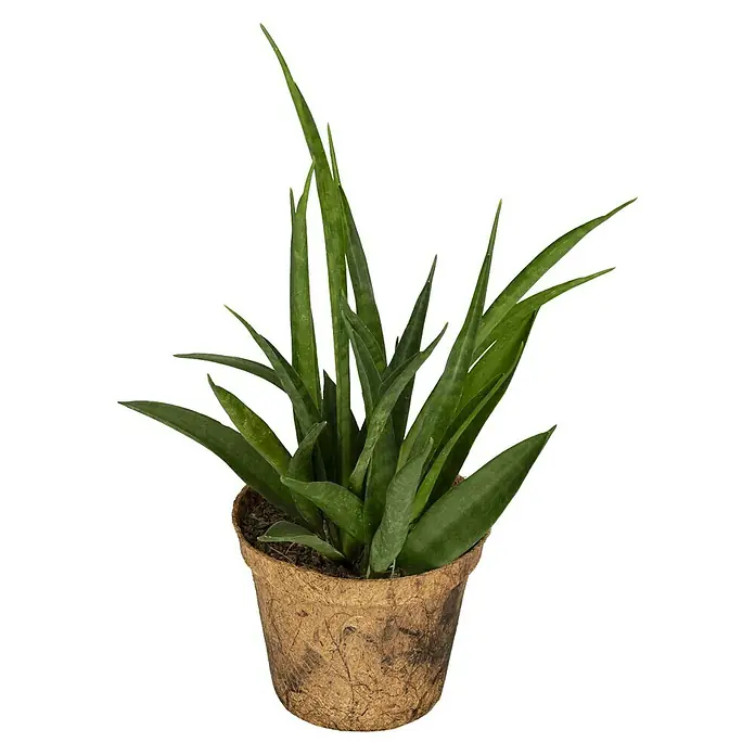 Sansevieria - Sanseveria cylindrica, Tamaño de maceta: 9 cm, Verde oscuro - Vista frontal