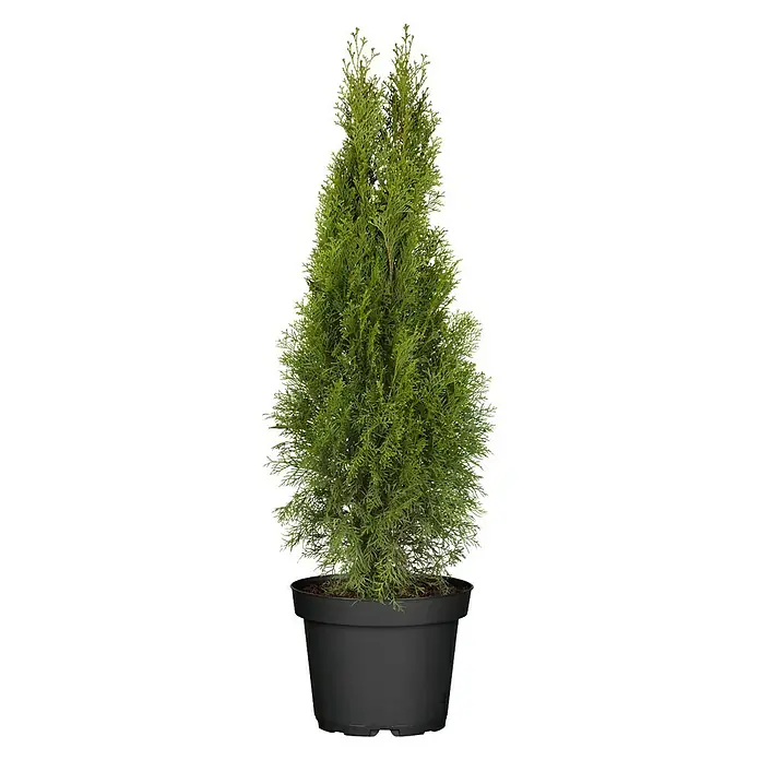 Piardino Lebensbaum 'Smaragd' - Thuja occidentalis, Topfgröße: 23 cm - Vorderansicht