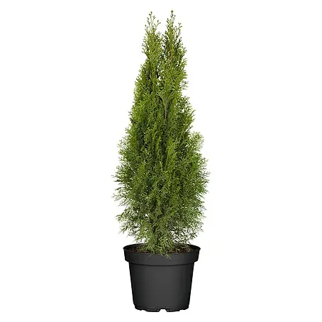 Piardino  Lebensbaum 'Smaragd'
