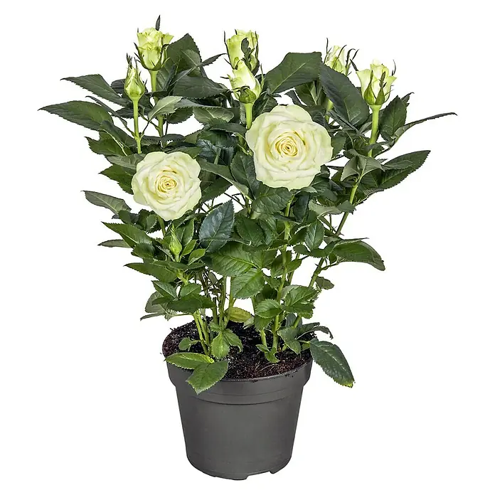 Piardino Topfrose Patio Hit - Rosa Hybride, Topfgröße: 13 cm, Blütenfarbe: Weiß - Vorderansicht
