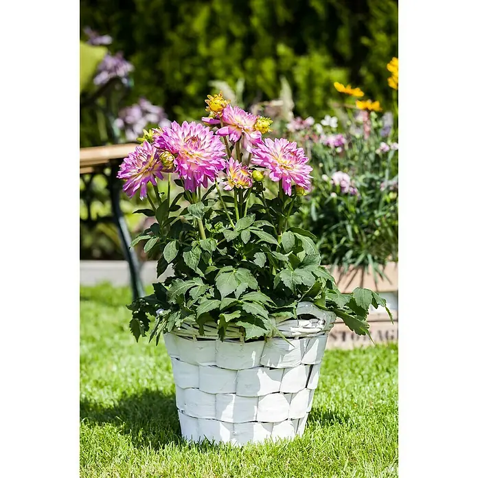 Piardino Dahlie - Dahlia, Topfgröße: 19 cm - Stimmungsaufnahme
