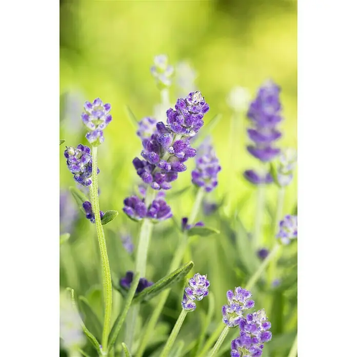 Piardino Lavanda - Lavendula angustifolium, Volumen de la maceta: 3 l, Azul/Lila - Primer plano