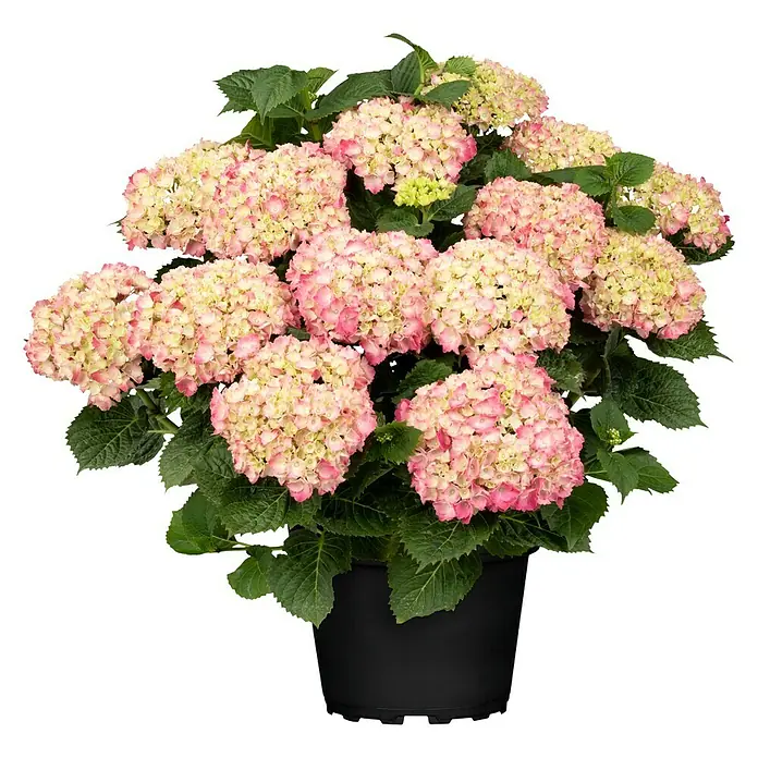 Piardino Bauernhortensie - Hydrangea macrophylla, Hellrosa - Vorderansicht