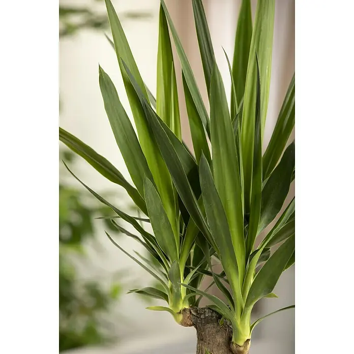 Piardino Palmlilie - Yucca elephantipes, Topfgröße: 11 cm - Detailaufnahme