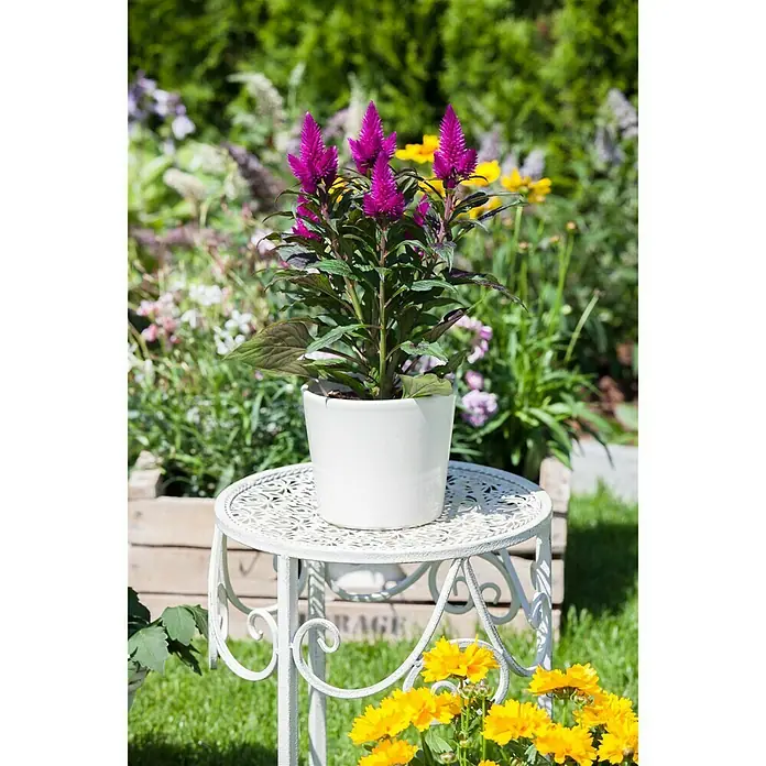 Piardino Silber-Brandschopf - Celosia argentea 'Venezuela', Topfgröße: 12 cm - Stimmungsaufnahme
